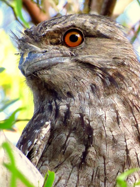 tawny frogmouth