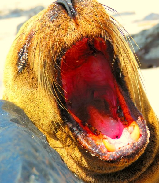 seal