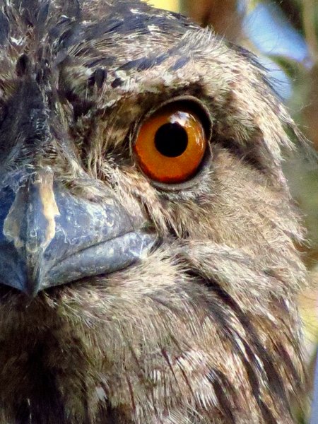 tawny frogmouth