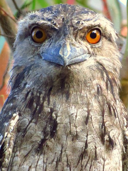 tawny frogmouth