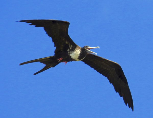 frigatebird