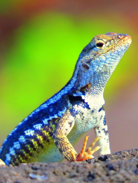 lizard