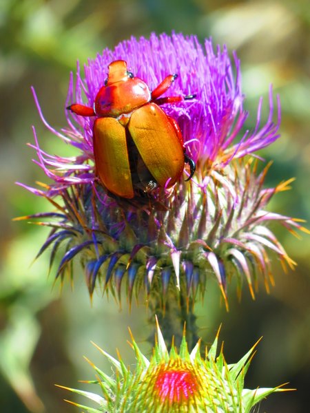 beetle