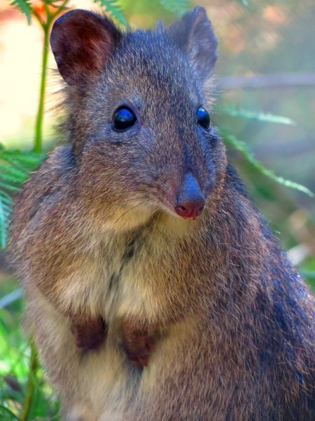potoroo