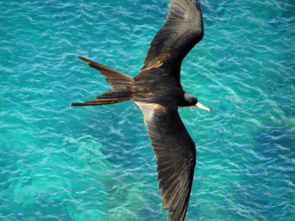 frigatebird