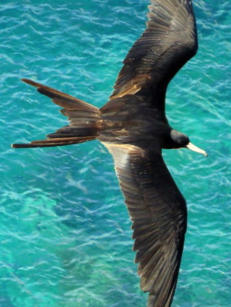 frigatebird