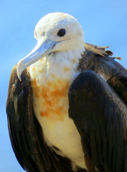 frigatebird