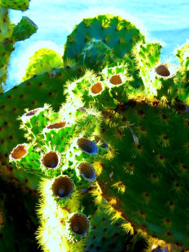 cactus