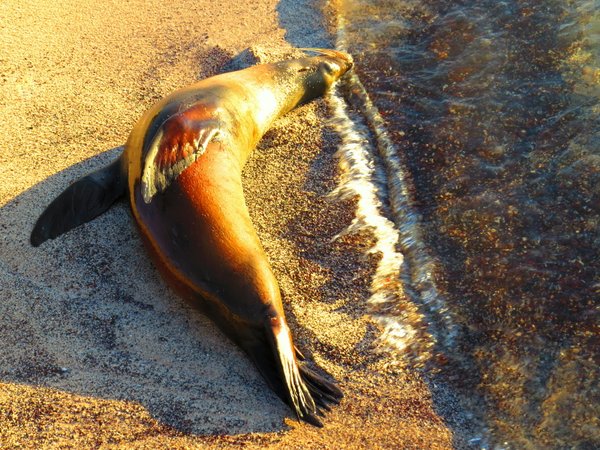seal