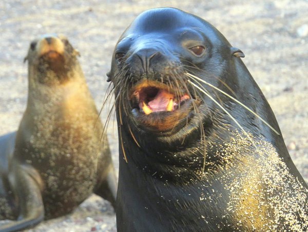 seal