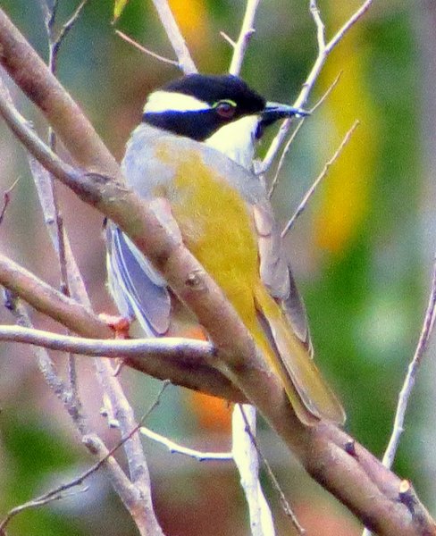 tasmania bird australia