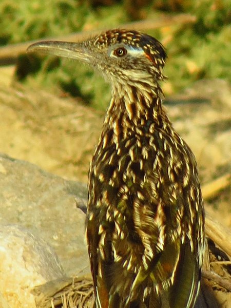 roadrunner