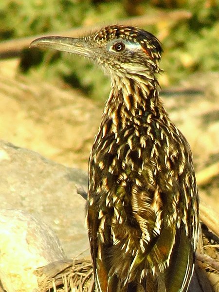 road runner