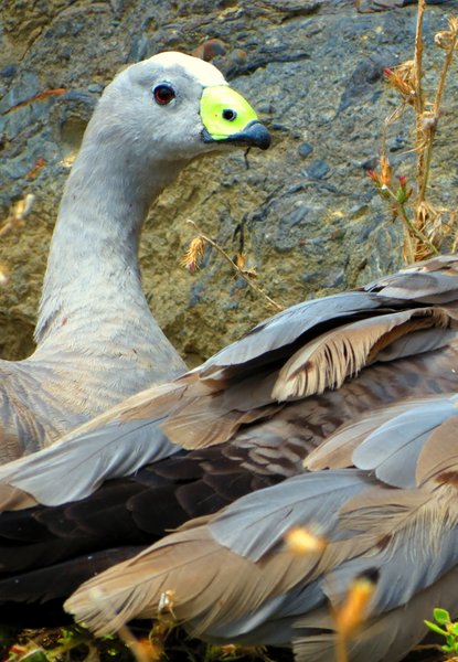 cape barren goose