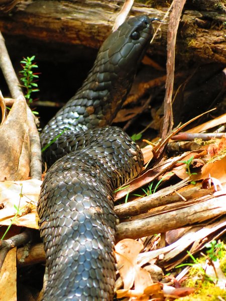 snake , tiger