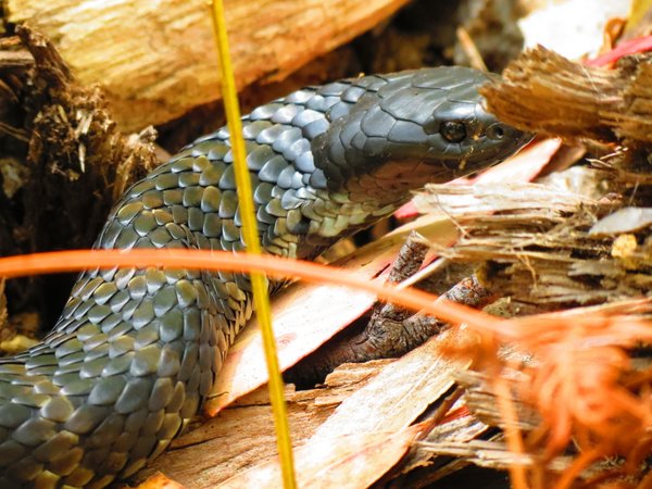 snake , tiger