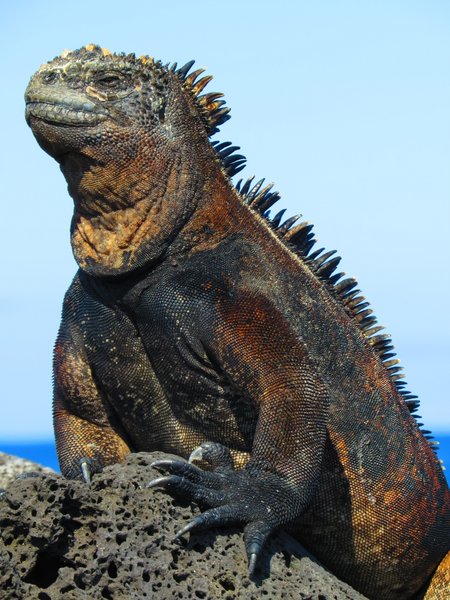 marine iguana
