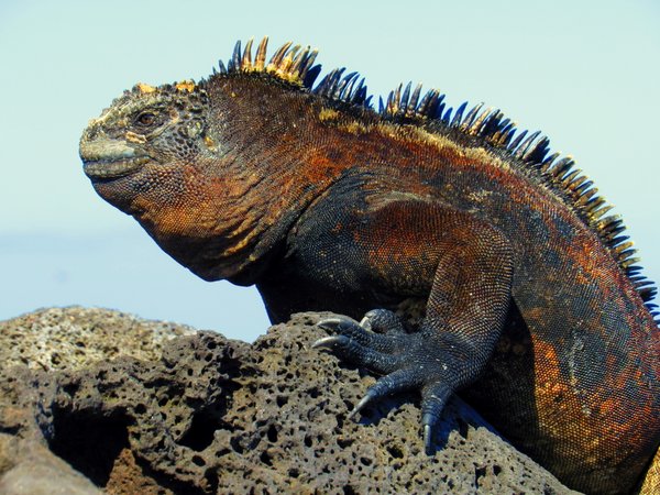 marine iguana