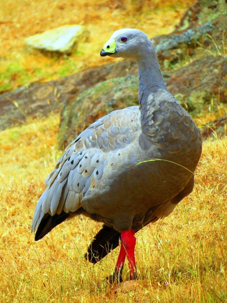 cape barren goose