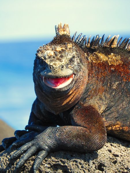 marine iguana