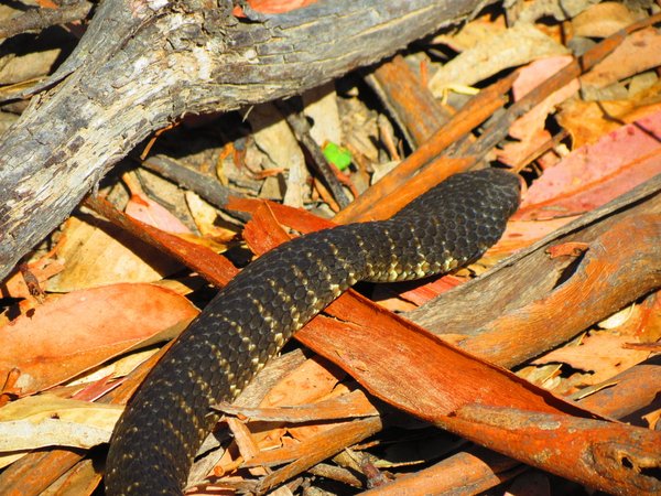 snake tiger