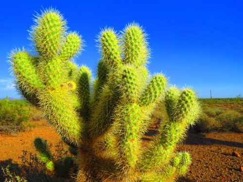 cactus