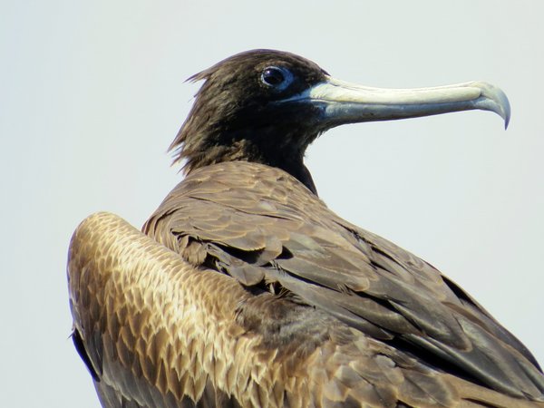 frigatebird