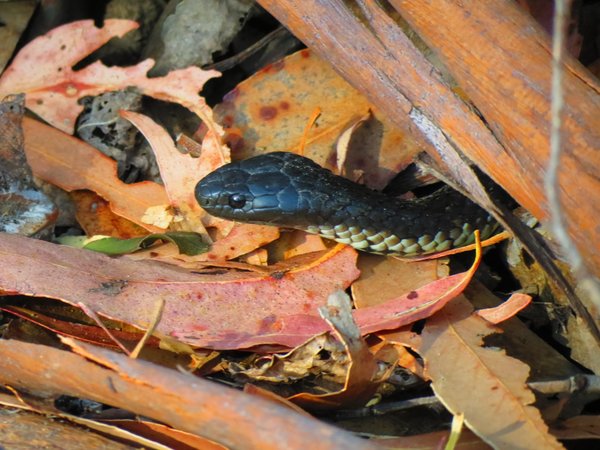 tiger snake