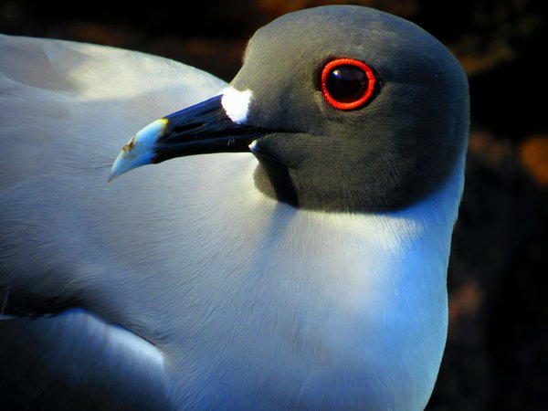 seagull