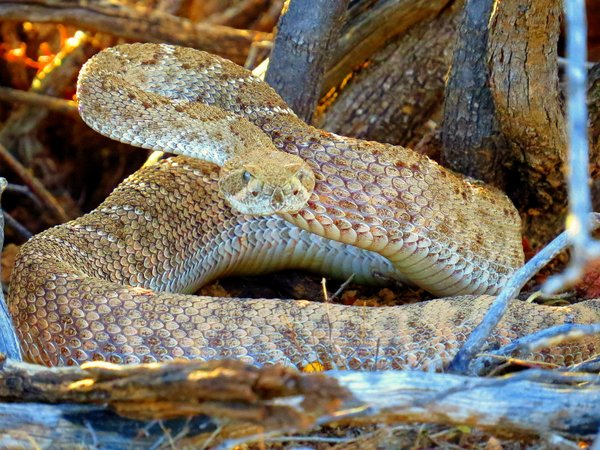 snake