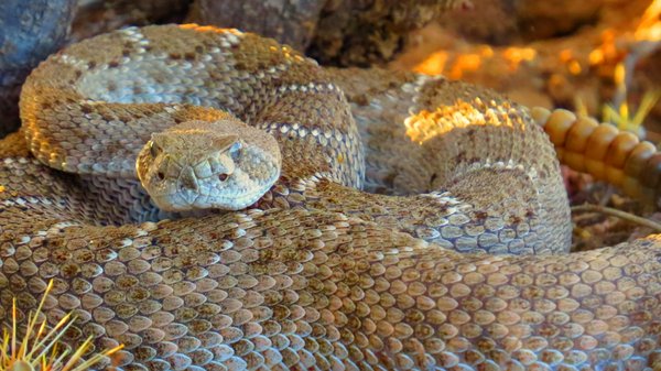 snake