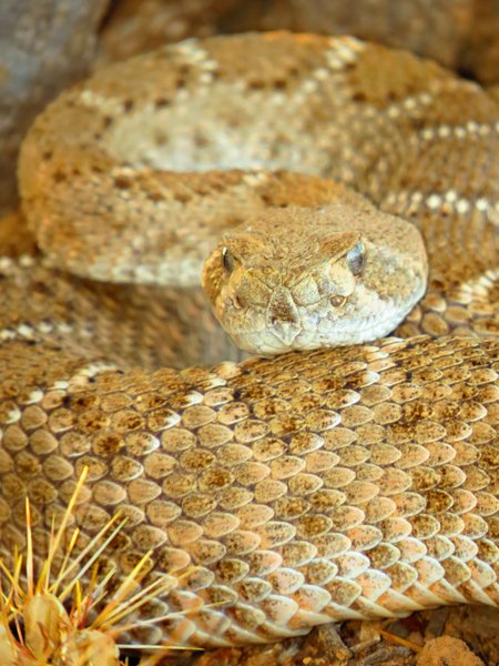 snake