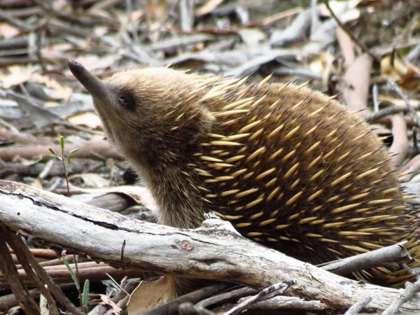 echidna