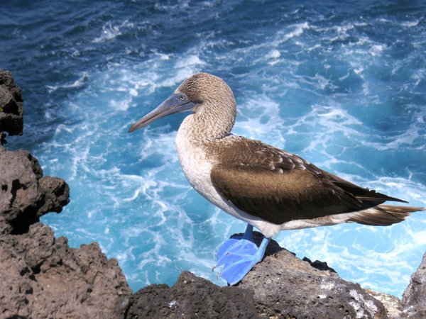 booby
