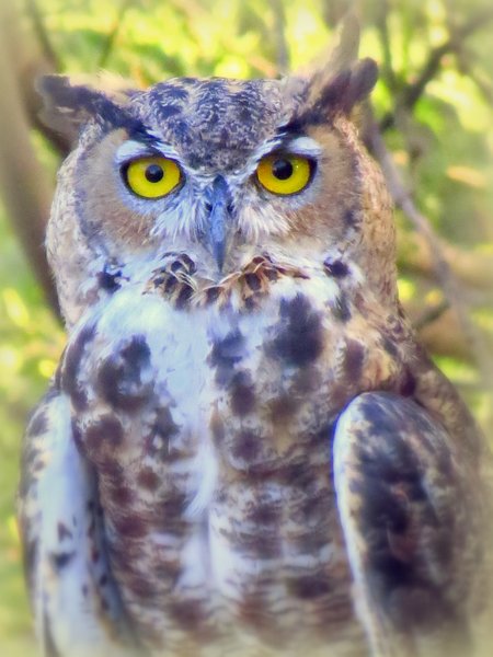 great horned owl