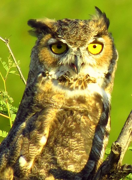 great horned owl