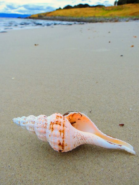 shell
