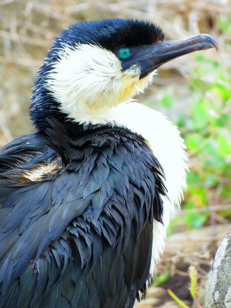 cormorant