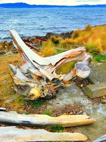 whale skull