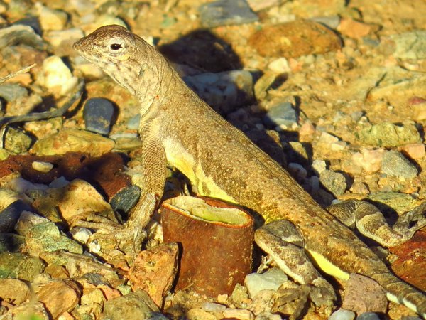 lizard