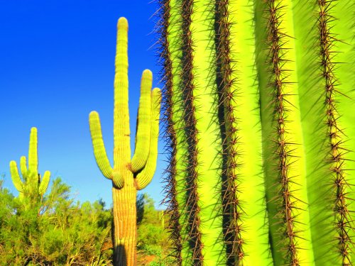 cactus