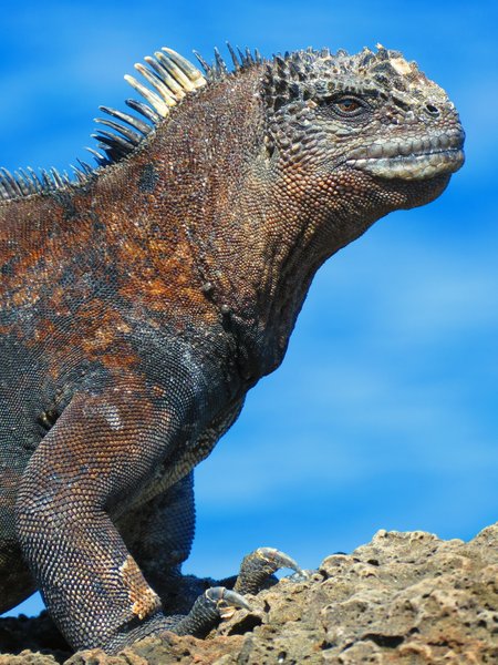 marine iguana