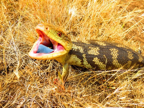 blue toungue lizard