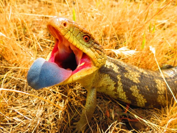 bt lizard