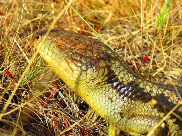blue tongue lizard