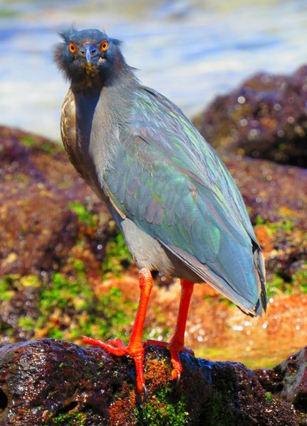 heron galapagos