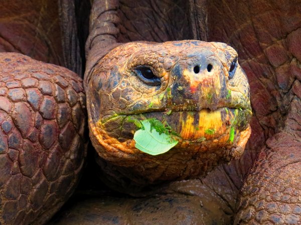 turtle