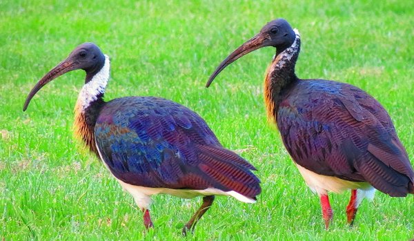 ibis