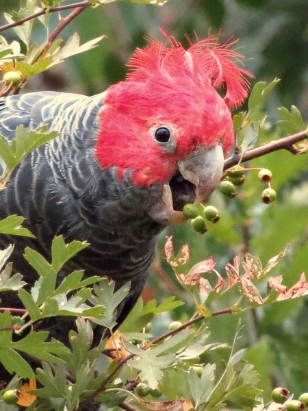 gang gang cockatoo