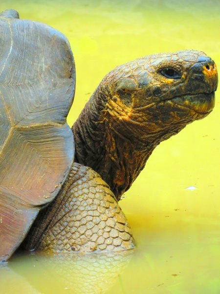 turtle